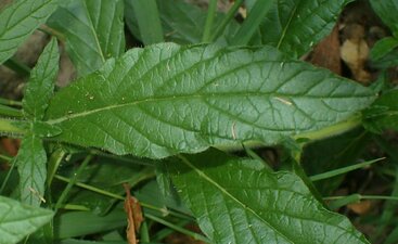 Heliotropium amplexicaule Leaf